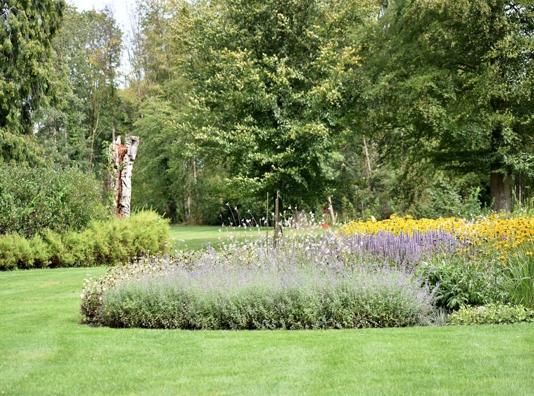 lawn care tips