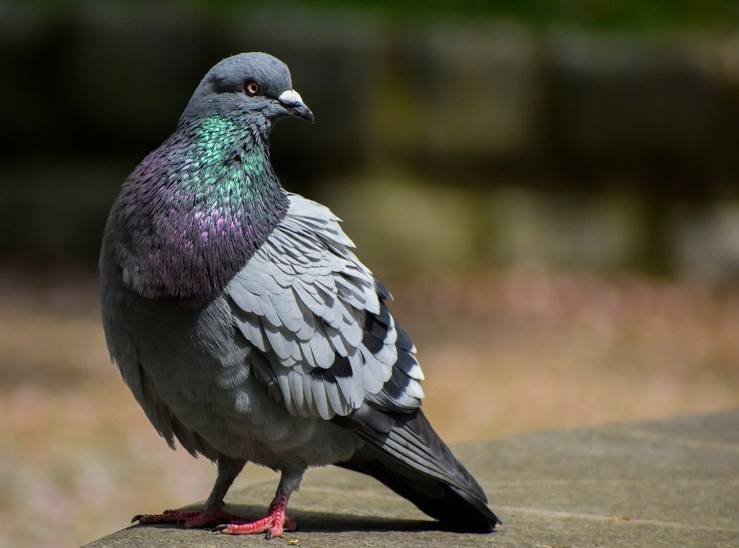 What Sets YTS Apart from Other Torrent Sites